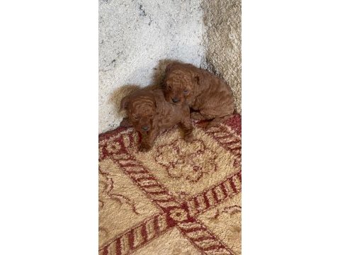 Kilo garantili toy poodle kore