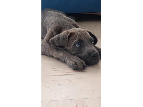 Safkan cane corso blue brindle erkek