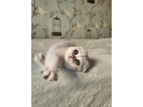 Scottish fold silver point