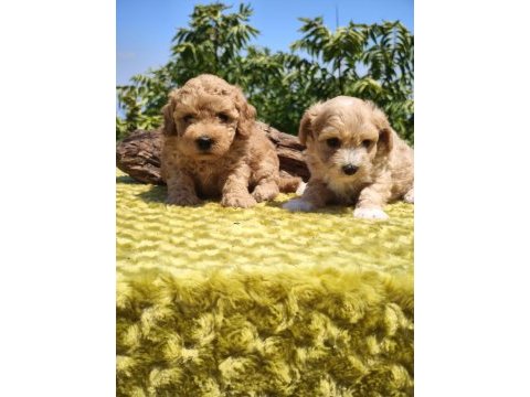 Maltipoo yavrularımız