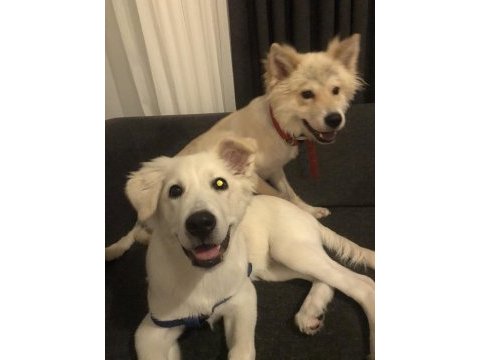 Acil 4 aylık köpeğimiz
