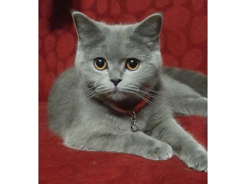 1 yaşında british shorthair dişi