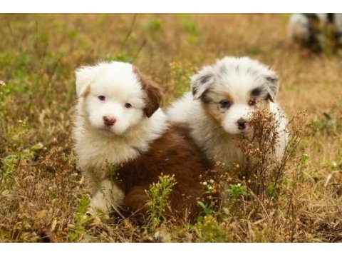 Çok iyi border collie yavruları istanbul