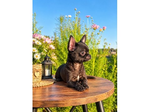Mikro teacup siyahın en güzel tonu mükemmel erkek şivava