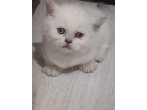 Cinnemon ve bicolour yavru kediler