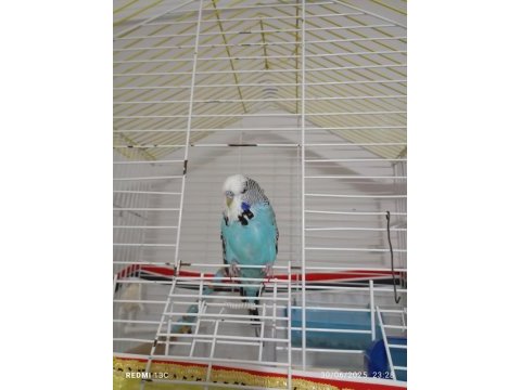 Ele alışkın konuşan erkek muhabbet kuşu