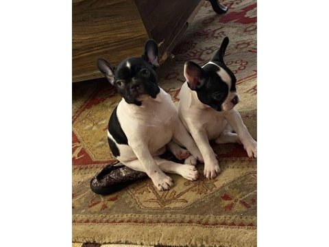 Erkek ve dişi 2 aylık french bulldog yavrular
