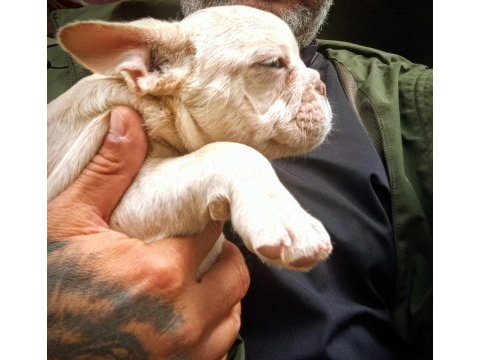 Fulf carir french bulldog yavru