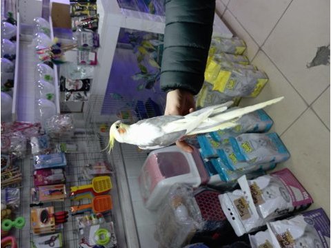 Sultan papağanı erkek kuşum