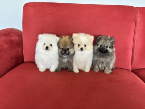 Pomeranian boo köpekleri