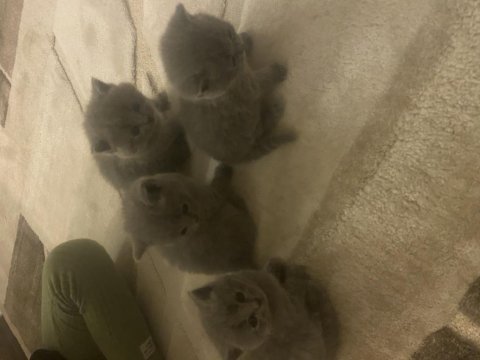 2 aylık british shorthair tuvalet eğitimi var