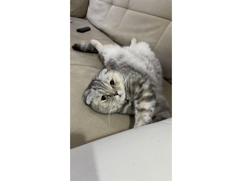 3 yaşında scottish fold