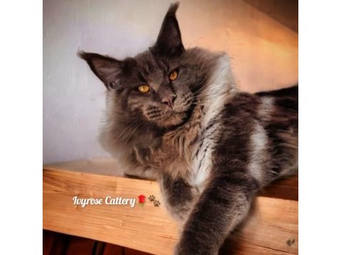 Maine coon sahiplenmeden önce okuyunuz