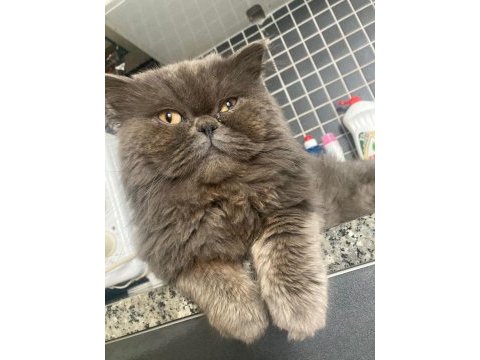 British longhair dünya yakışıklısı