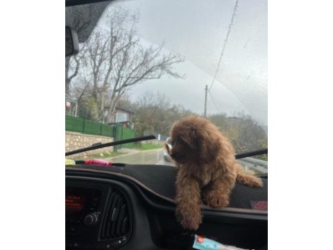 Sevimli köpeğimiz mocha