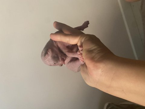 3 erkek 1 dişi sfenks kedisi