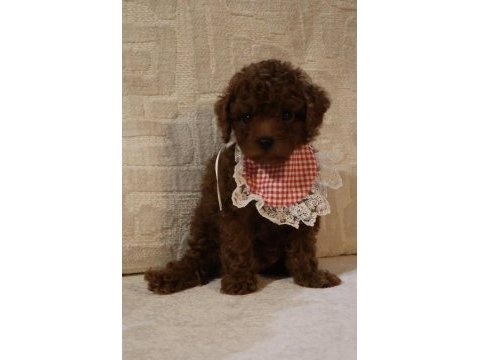 Kore poodle bebeklerim teslime hazır