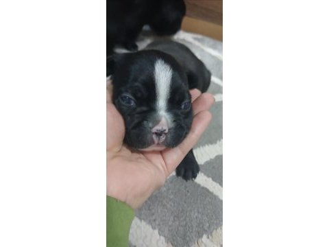 Mükemmel french bulldog yavrularımız