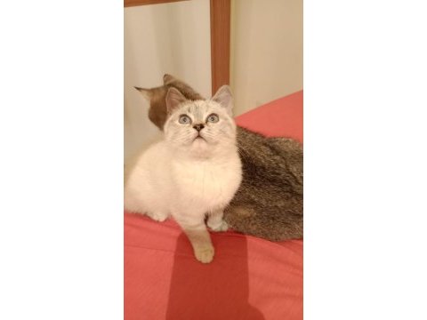 British shorthair yavrumuz yeni yuvasını arıyor