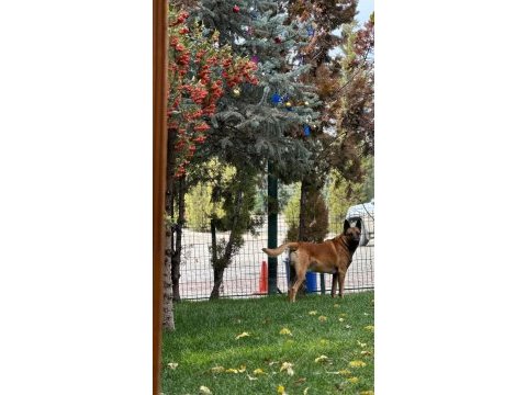 Zeus için yuva aranıyor