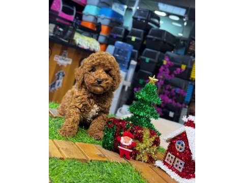 Yurt dışı girişli üst vasıf poodle bebekler