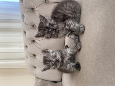 Erkek british shorthair