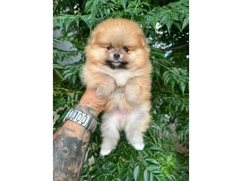 Ankarada pomeranian boo köpekler