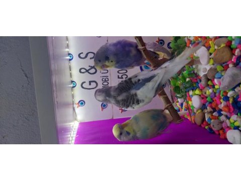 30. 35 gün arası muhabbet kuşu bebek yavrular
