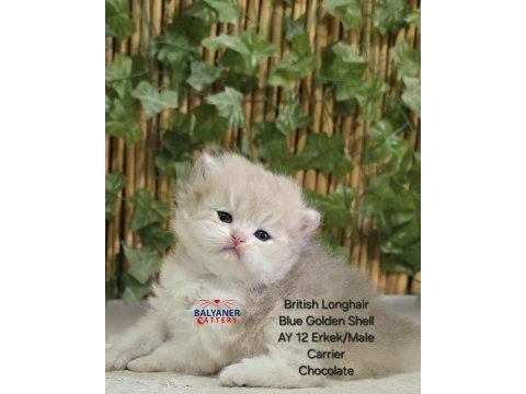 British longhair kaliteli safkan yavru