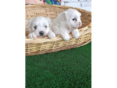 Maltese yavrularımız