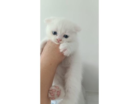 Bal suratlı kedilerim teslime hazır