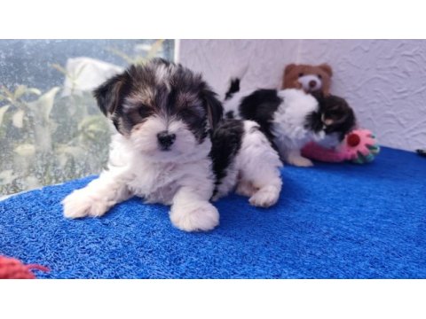 Neşe kaynağı morkie yavrularımız
