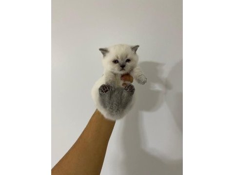 British shorthair blue point