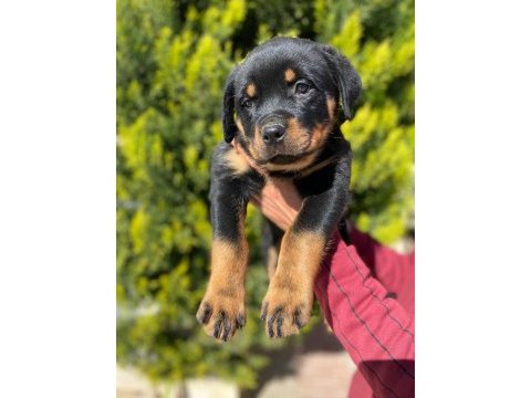 Dünya şampiyonu rottweiler torunları