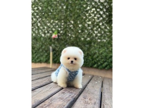 Pomeranian boo prensimiz