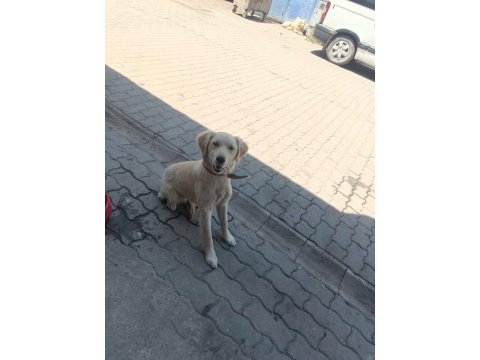 Köpeğe acil yuva arıyoruz sahiplendireceğiz