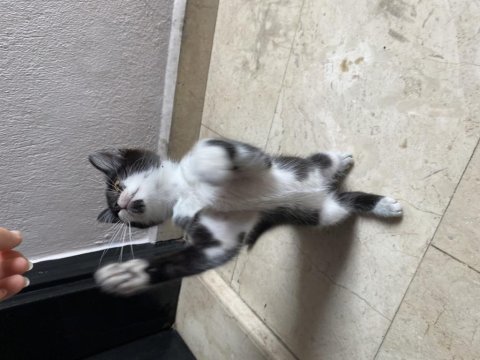 3 aylık tekir yuva arıyoruz