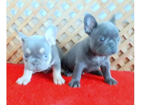 Blue quad ve lilac and tan 2 erkek french bulldog