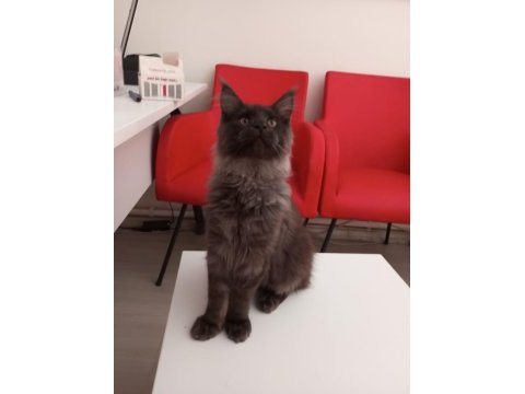Full şecereli dev yavru maine coon