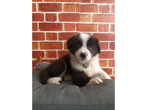 Border collie yavrular