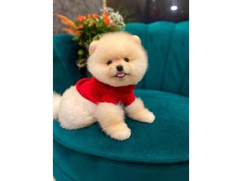 Anne babadan safkan pomeranian yavrularımız