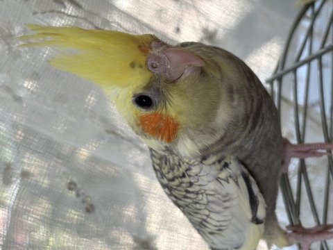4 adet sultan papağanı