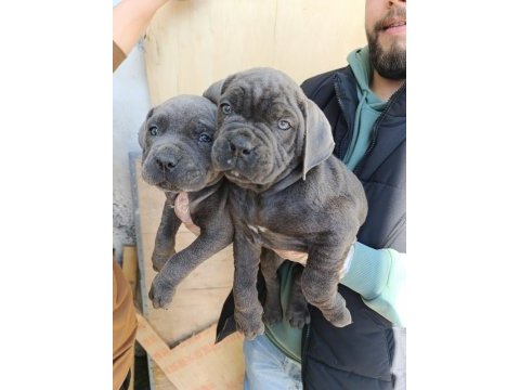 Orjinal blue cane corso italiano