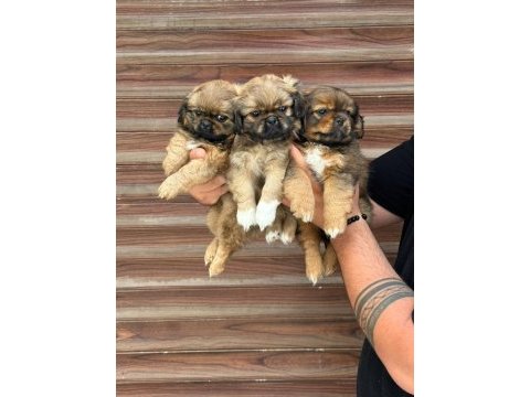 Pekinez yavruları a kalite renk renk