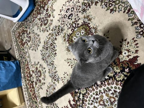 Scottish fold kedimiz