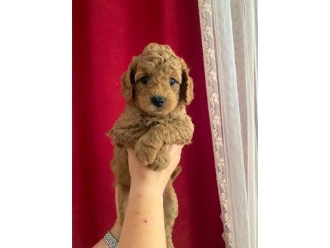 Sağlık ve ırk garantili poodle
