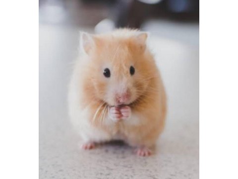 Gonzales hamster albino cinsi
