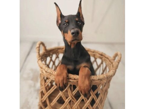 Tuvalet eğitimli doberman yavrular