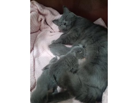 14 şubat doğumlu british shorthair yavrularımız