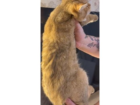 British shorthair erkek golden ny24 4 aylık yavrumuz